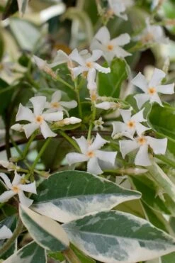 Variegated Confederate Jasmine - Trachelospermum Jasminoides - 1 Gallon Pot -Cheap PLANTS Store trachelospermum jasminoides variegatum confederate jasmine 2