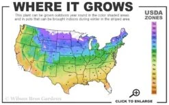 Niobe Clematis - 1 Gallon Pot -Cheap PLANTS Store usda zone map 15