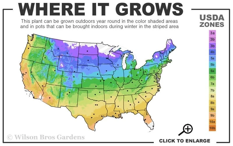 Poseidon Clematis - 1 Gallon Pot 5 Poseidon Clematis - 1 Gallon Pot - Image 3