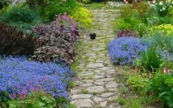 Georgia Blue Veronica Umbrosa - 6 Pack Of 1 Gallon Pots -Cheap PLANTS Store veronica peduncularis georgia blue speedwell 1