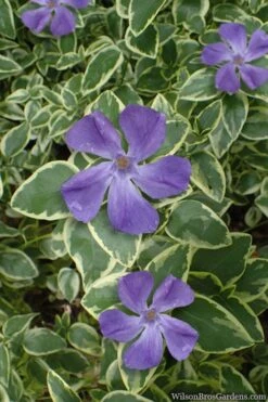 Variegated Bigleaf Periwinkle (Vinca Major 'Variegata') - 18 Pack Of Pint Pots -Cheap PLANTS Store vinca major variegata big leaf periwinkle 10