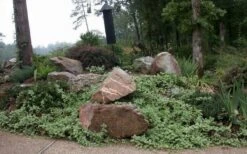 Variegated Bigleaf Periwinkle (Vinca Major 'Variegata') - 18 Pack Of Pint Pots -Cheap PLANTS Store vinca major variegata big leaf periwinkle 12