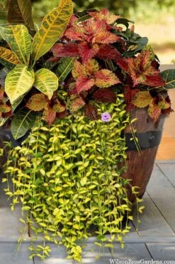 Illumination Variegated Periwinkle (Vinca Minor) - 6 Pack Of Pint Pots -Cheap PLANTS Store vinca minor illumination 7