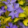 Illumination Variegated Periwinkle (Vinca Minor) - 6 Pack Of Pint Pots -Cheap PLANTS Store vinca minor illumination 9
