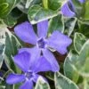 Ralph Shugert Variegated Periwinkle - Vinca Minor - 5 Pack Of Pint Pots -Cheap PLANTS Store vinca minor ralph shugert variegated evergreen periwinkle 1