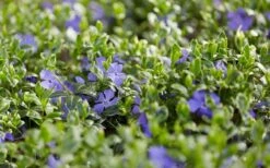 Ralph Shugert Variegated Periwinkle - Vinca Minor - 3 Pack Of Pint Pots -Cheap PLANTS Store vinca minor ralph shugert variegated evergreen periwinkle 3 1
