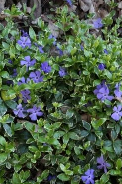Ralph Shugert Variegated Periwinkle - Vinca Minor - 5 Pack Of Pint Pots -Cheap PLANTS Store vinca minor ralph shugert variegated evergreen periwinkle 4