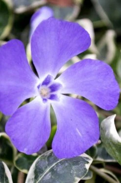 Ralph Shugert Variegated Periwinkle - Vinca Minor - 5 Pack Of Pint Pots -Cheap PLANTS Store vinca minor ralph shugert variegated evergreen periwinkle 6