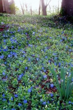 Ralph Shugert Variegated Periwinkle - Vinca Minor - 3 Pack Of Pint Pots -Cheap PLANTS Store vinca minor ralph shugert variegated evergreen periwinkle 7 1