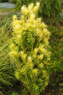 Korean Gold Plum Yew (Cephalotaxus) - 3 Gallon Pot -Cheap PLANTS Store yew korean gold 2 500x750 1