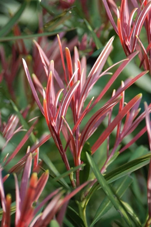 Front Page 33 Front Page -Cheap PLANTS Store Podocarpus Emerald Flame 2