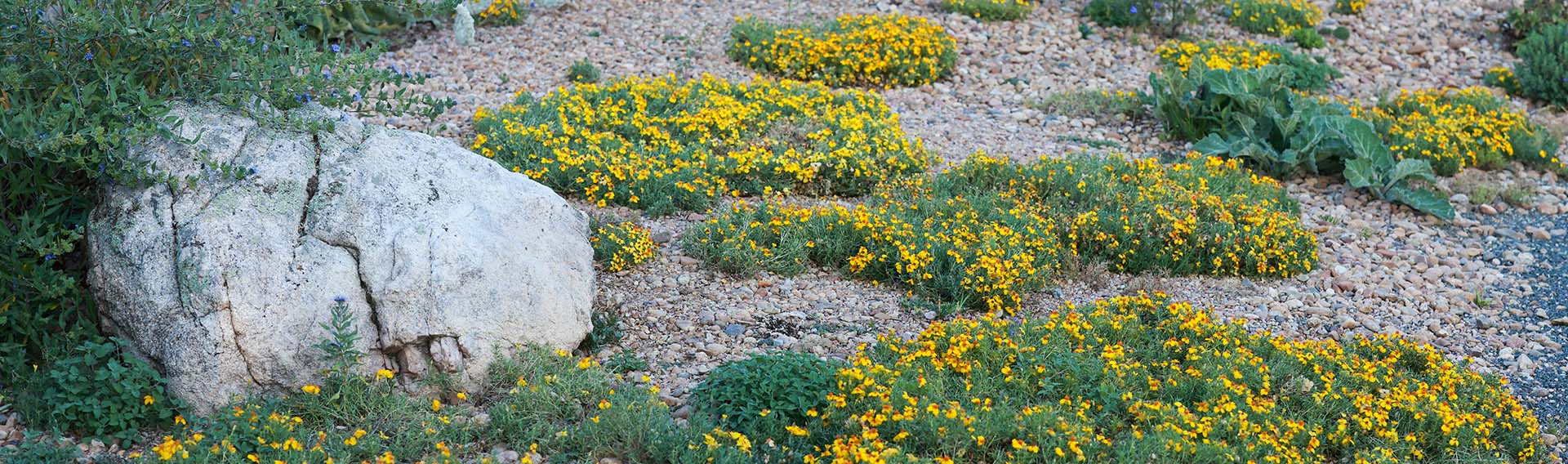 Front Page -Cheap PLANTS Store hcg groundcovers cat banner desktop 3