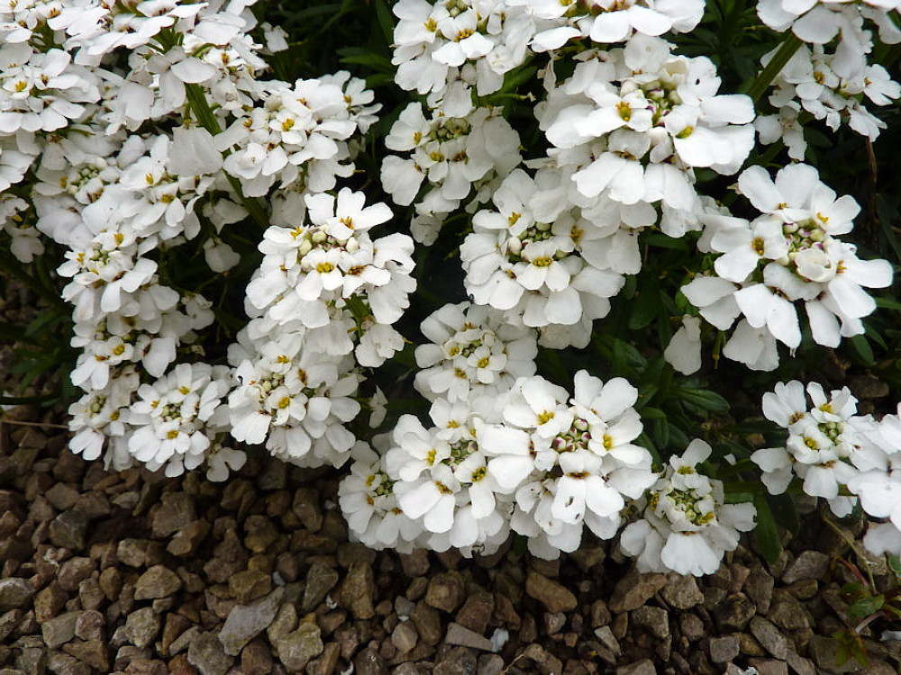 Front Page 19 Front Page -Cheap PLANTS Store iberissnowflakehr2 23033